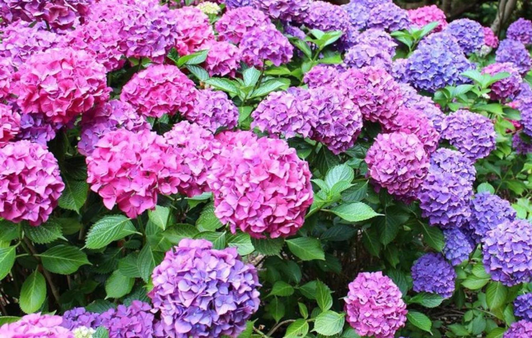 La Casita De Las Hortensias Ortigosa del Monte Εξωτερικό φωτογραφία